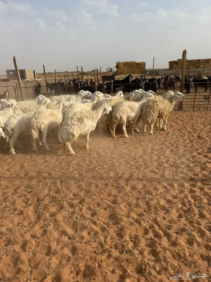 حريات حرش 6
