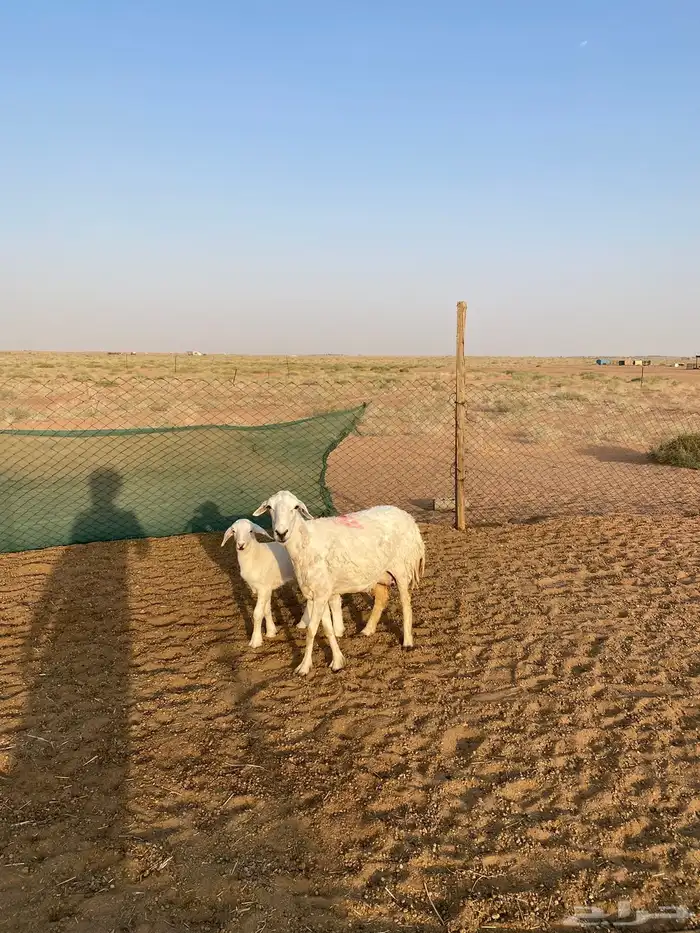 حريه والد تم البيع 2
