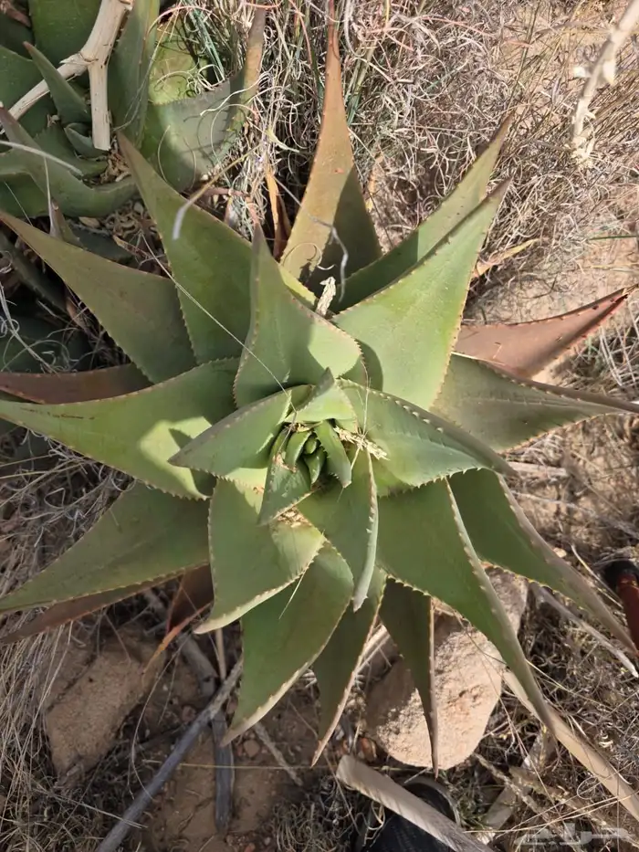 صبار اولفيرا 0