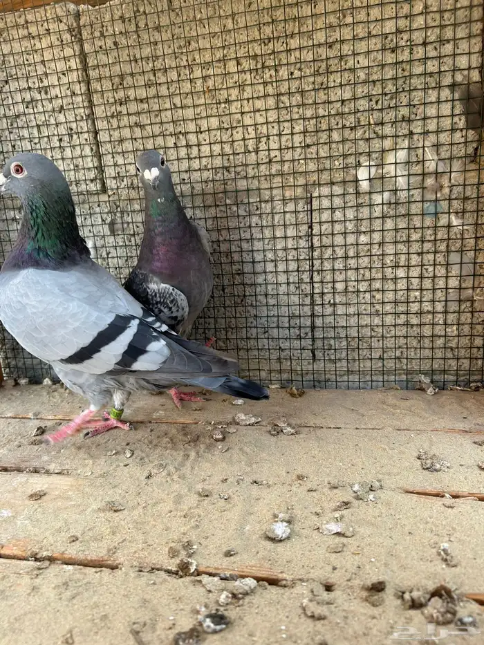زاجل سباق 3