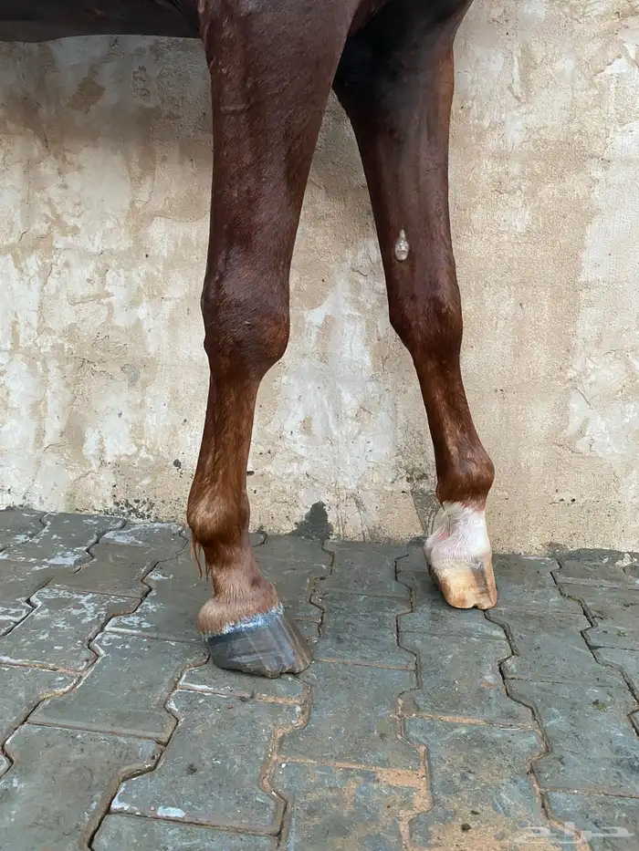 للبيع حصان شعبي جزيري 5