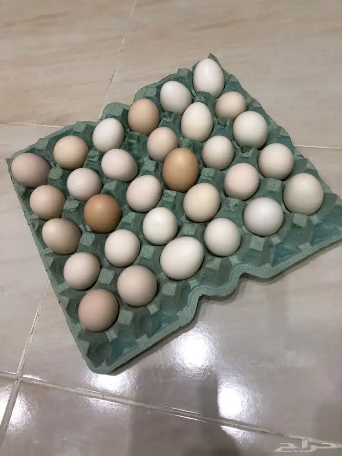 بيض فرنسي 1