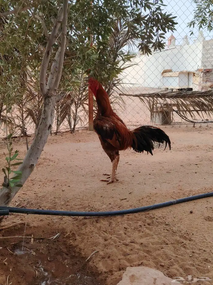 دجاج سندي 6