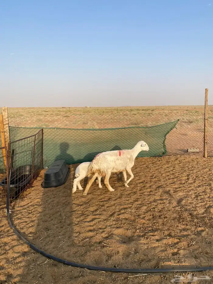 حريه والد تم البيع 0