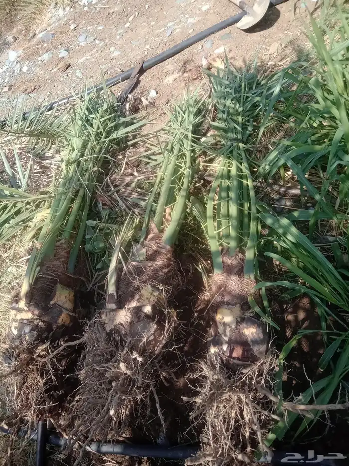 صني فسائل عجوه وعنبر 0