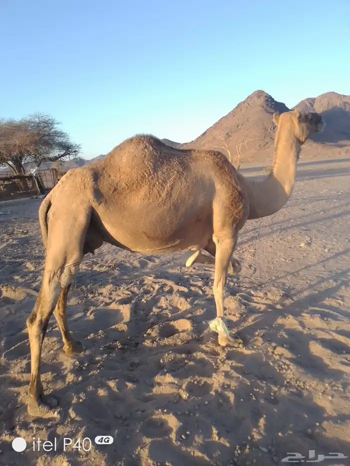 ناقة حمر لقحة كبيره بالعمر وهديه وفيه البن وبكرة وضحا رباع 3