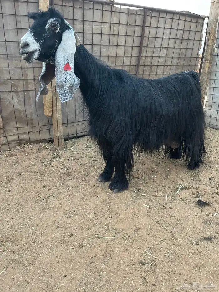 للبيع معزا عوارض اشباب وصنف مضاريع 2