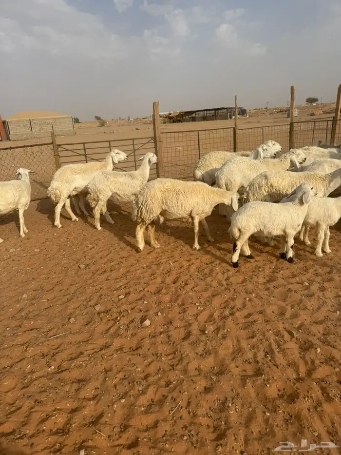 حريات حرش 1