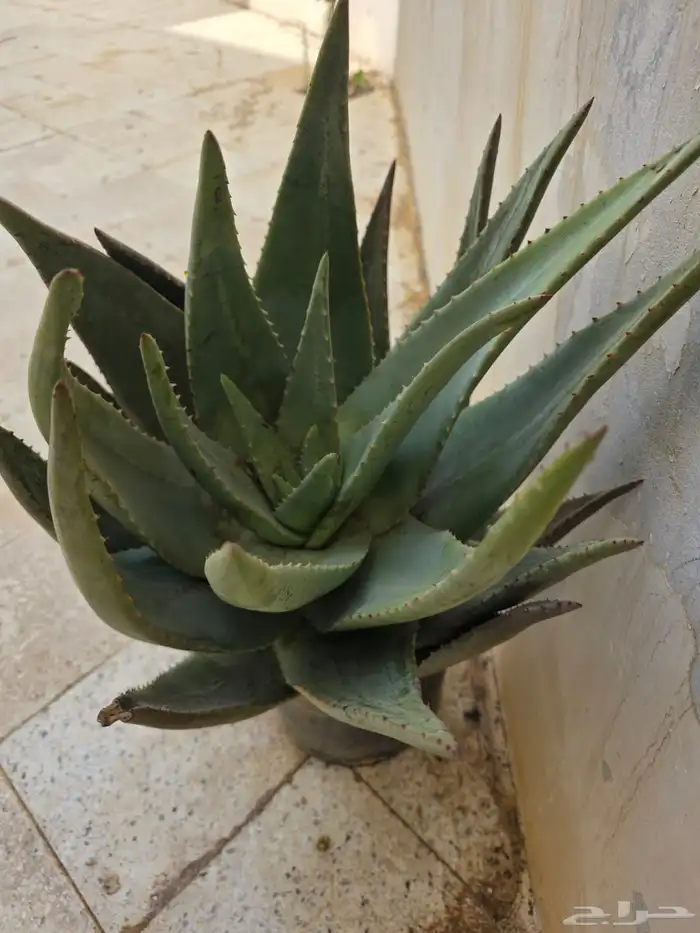 صبار اولفيرا 4