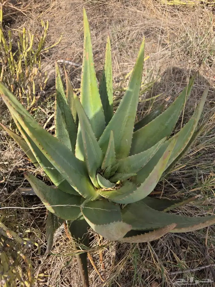 صبار اولفيرا 1