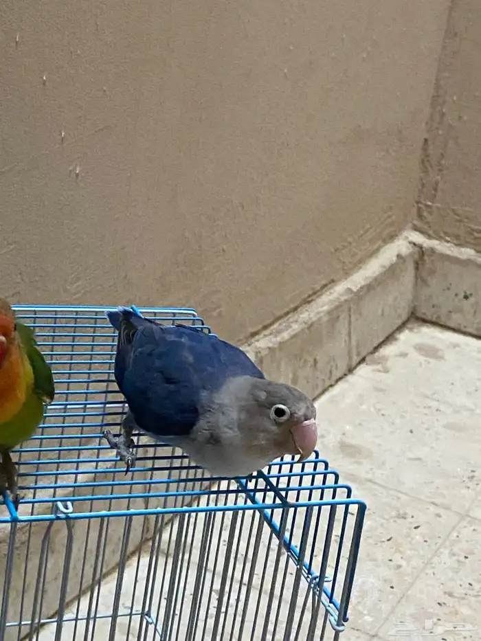 طيور روز 3