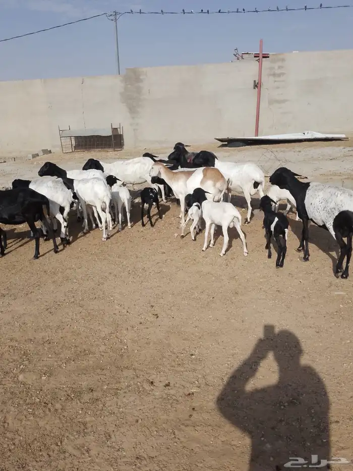 غنم برابر 5