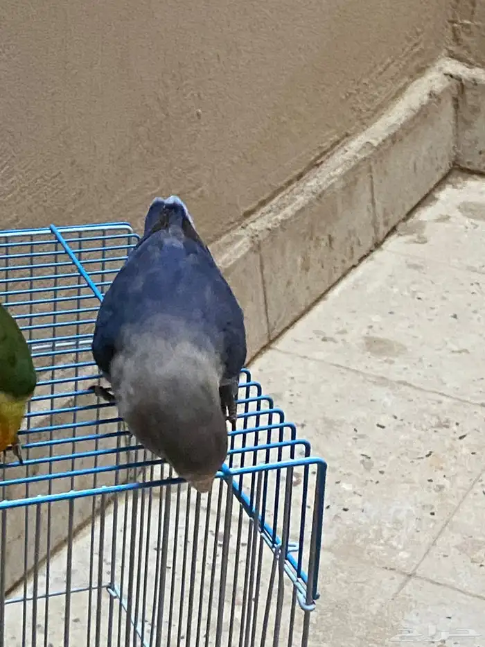طيور روز 4