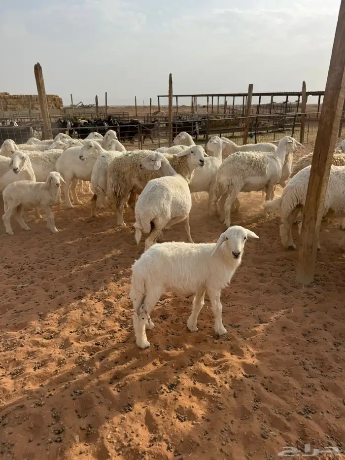 حريات حرش 4