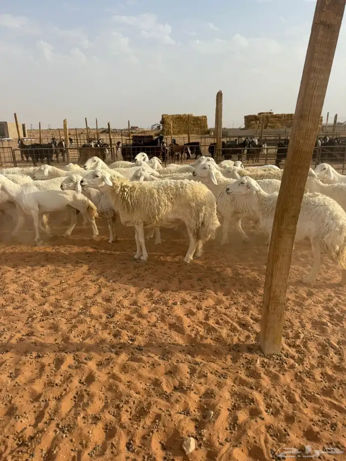 حريات حرش 0