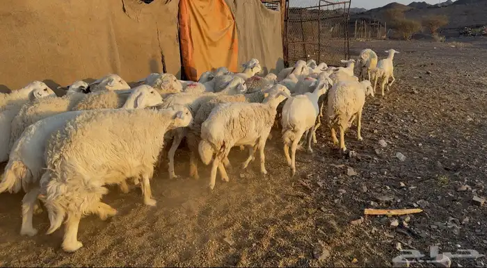 ضاان حرياات مراح 5