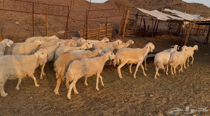 ضاان حرياات مراح 3
