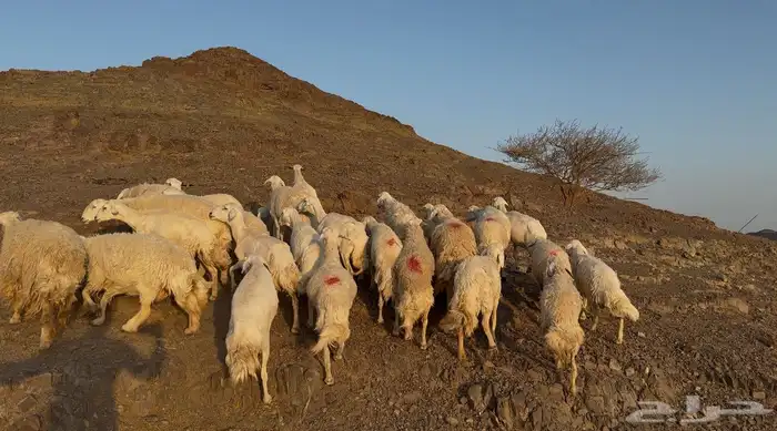 ضاان حرياات مراح 7