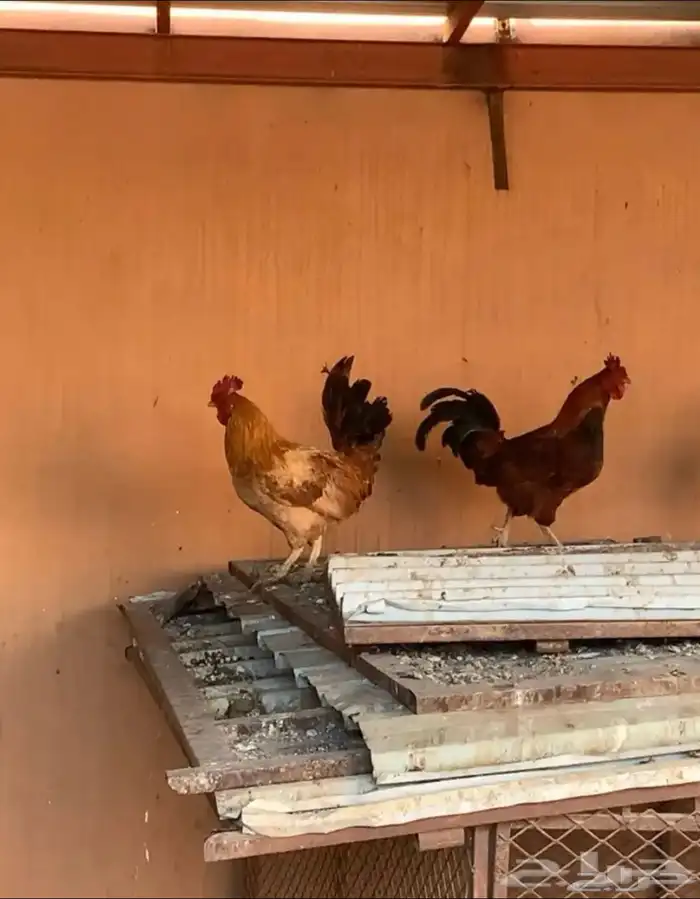 ديك بلدي 0