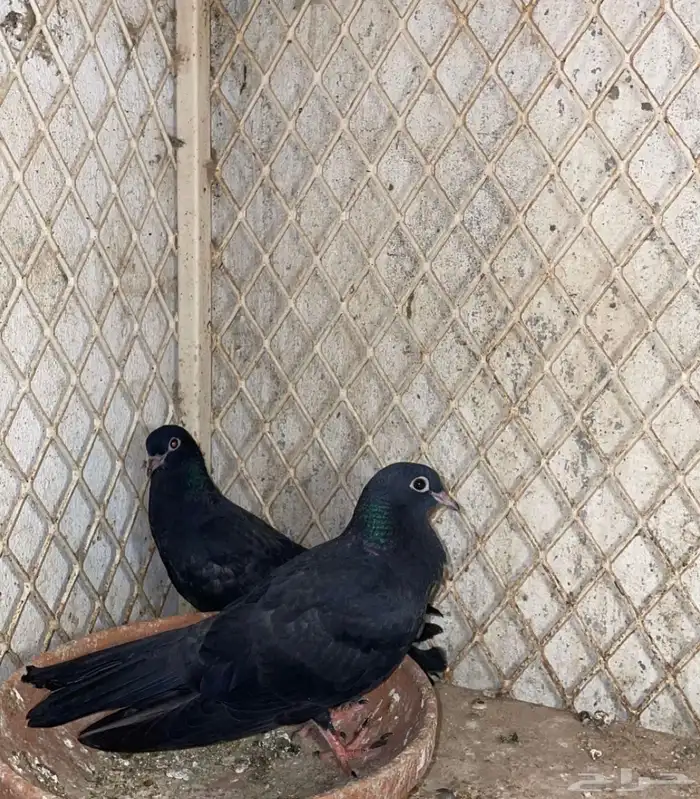 حمام صنعاوي 0