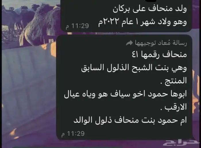 هجن فحل قعود الأمير سلطان بن سعود 1