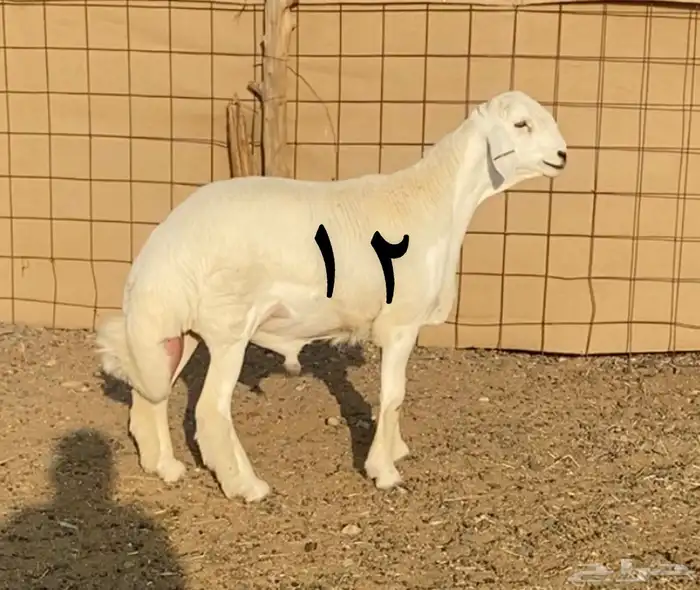 مشاريع فحول صنف الصنف 0