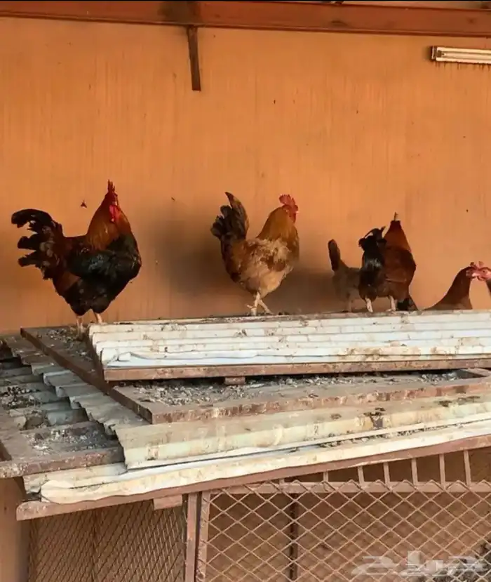 ديك بلدي 1