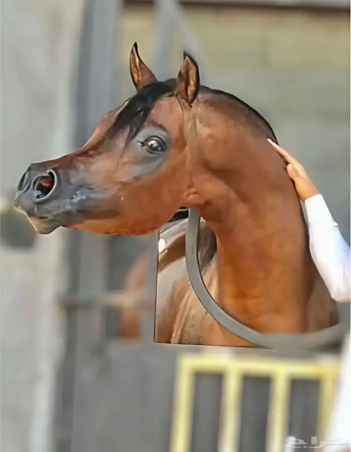 حلاقه الخيل 2