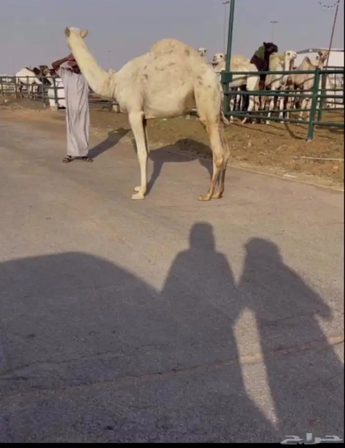 بكره مفروده العضم راهي والجرم الطيب ومطلاع رقبه رقم واحد 0