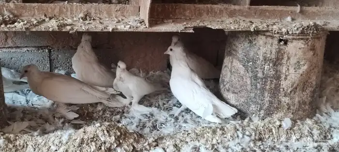 حمام صنعاوي ابيض صك 5