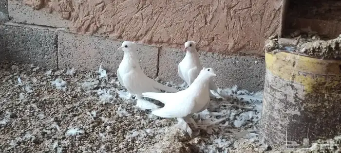 حمام صنعاوي ابيض صك 6