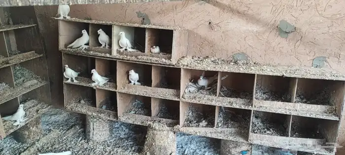 حمام صنعاوي ابيض صك 13