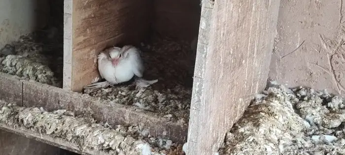 حمام صنعاوي ابيض صك 14