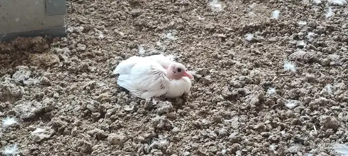 حمام صنعاوي ابيض صك 2