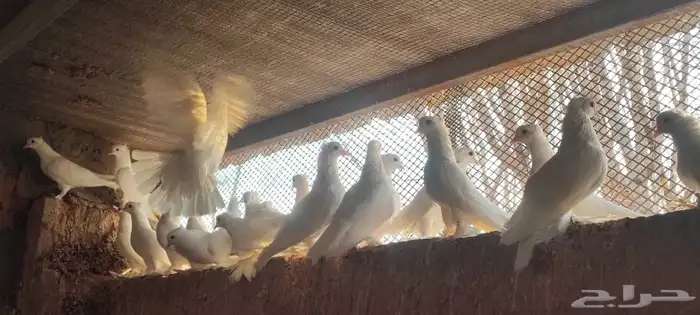حمام صنعاوي ابيض صك 9