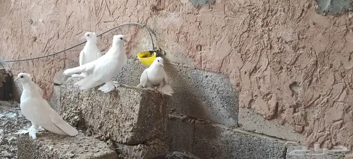 حمام صنعاوي ابيض صك 1