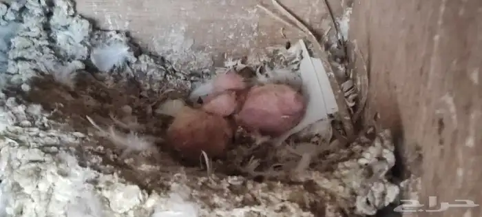 حمام صنعاوي ابيض صك 3