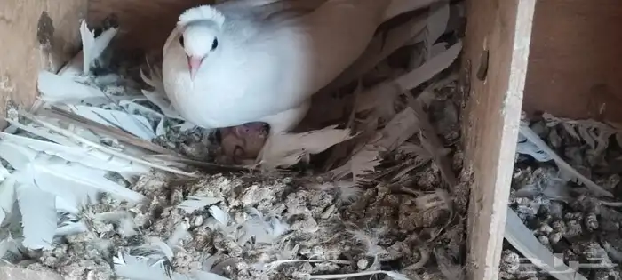 حمام صنعاوي ابيض صك 10