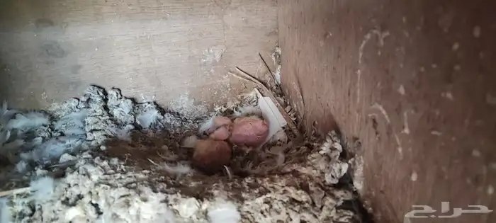 حمام صنعاوي ابيض صك 0