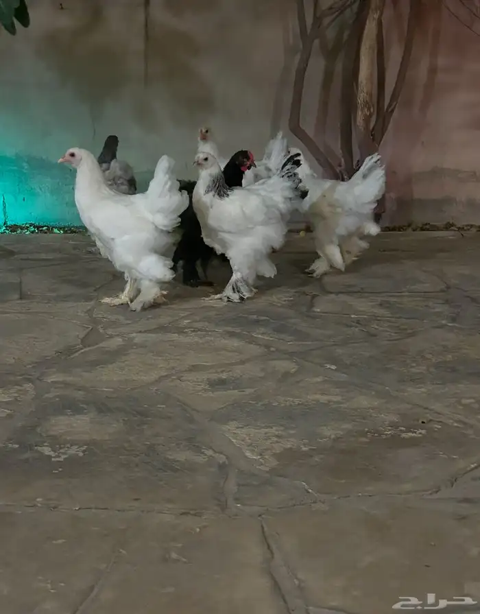 تصفيه براهما كولومبي 0
