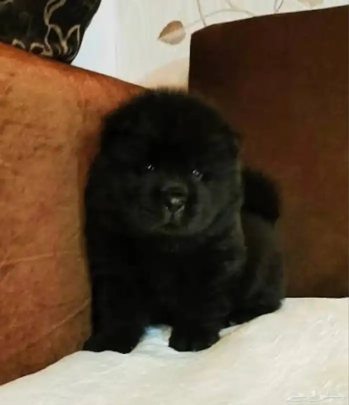 كلب تشاو تشاو بيور 1