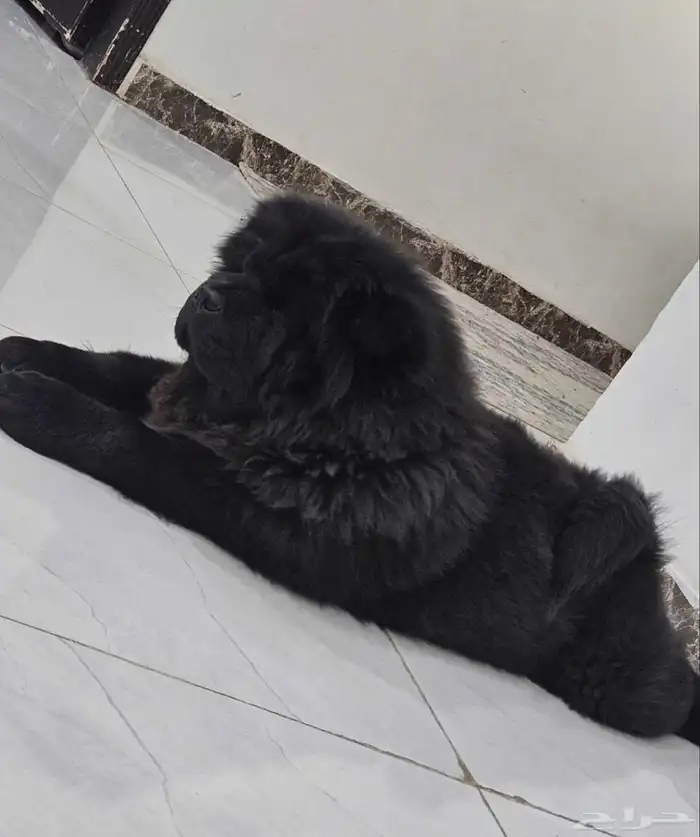 كلب تشاو تشاو بيور 2