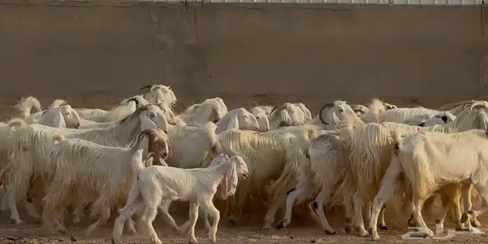 مراح معزا مصريات بيض متابيع ودفيع طيبه العدد 31 يتبعهل 10 13