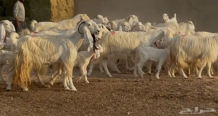 مراح معزا مصريات بيض متابيع ودفيع طيبه العدد 31 يتبعهل 10 11