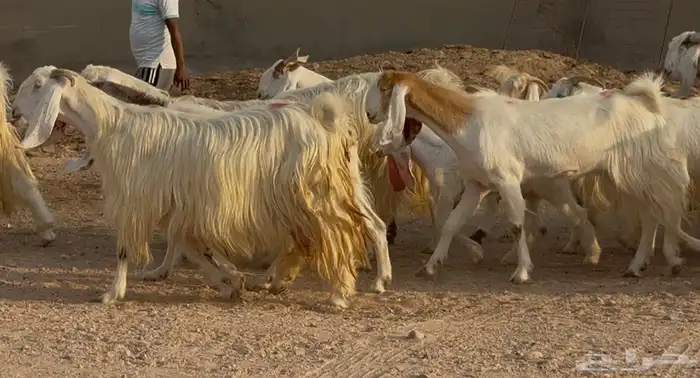 مراح معزا مصريات بيض متابيع ودفيع طيبه العدد 31 يتبعهل 10 10