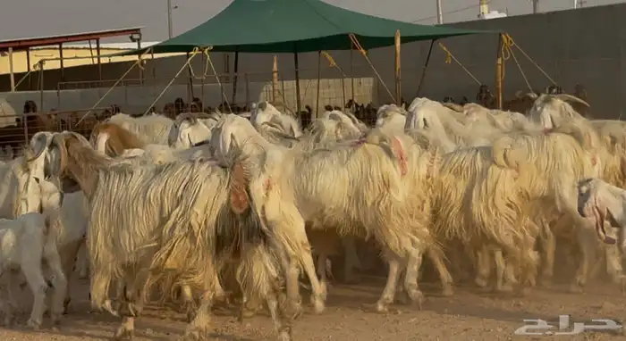 مراح معزا مصريات بيض متابيع ودفيع طيبه العدد 31 يتبعهل 10 7