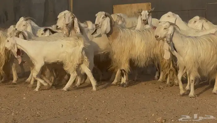 مراح معزا مصريات بيض متابيع ودفيع طيبه العدد 31 يتبعهل 10 5