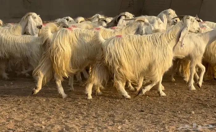 مراح معزا مصريات بيض متابيع ودفيع طيبه العدد 31 يتبعهل 10 1