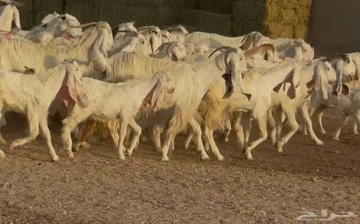 مراح معزا مصريات بيض متابيع ودفيع طيبه العدد 31 يتبعهل 10 8