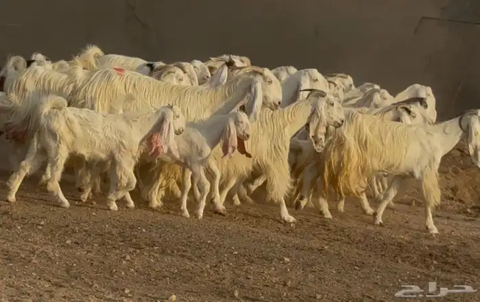 مراح معزا مصريات بيض متابيع ودفيع طيبه العدد 31 يتبعهل 10 3